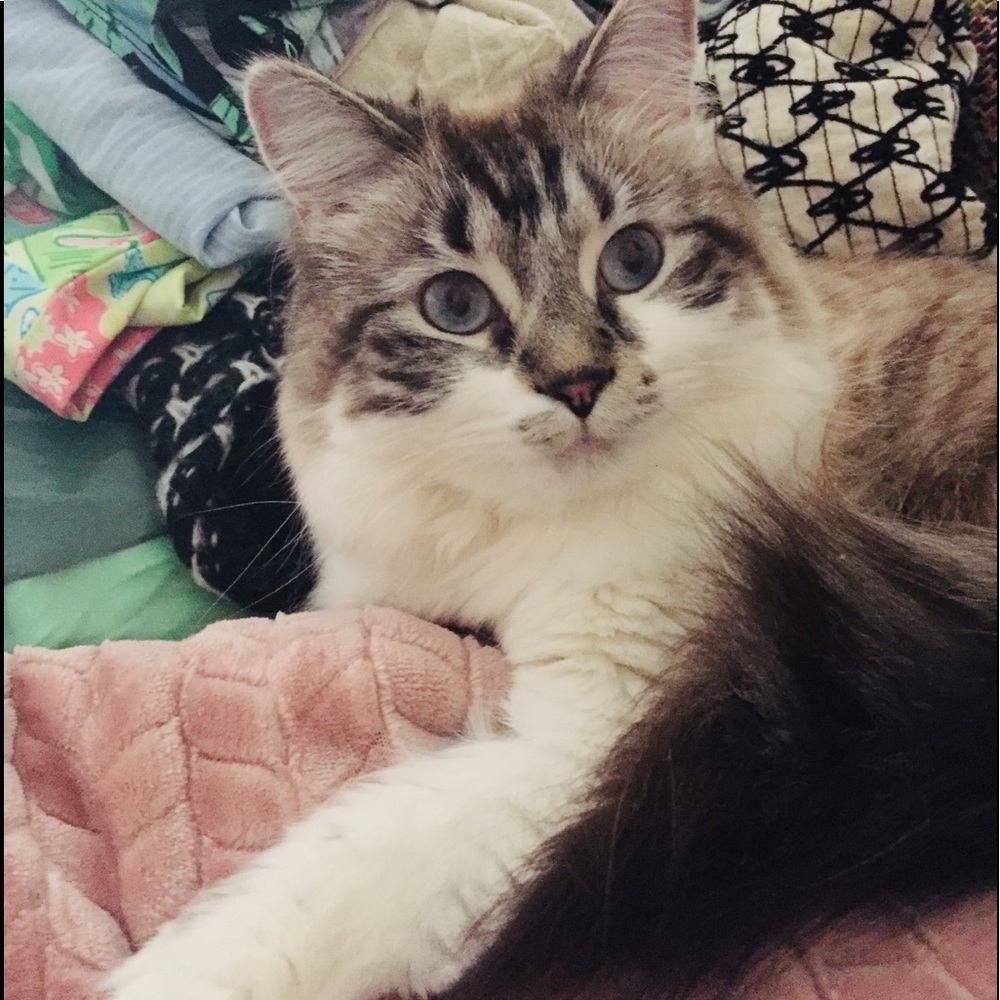 Posh Ambassador 😻